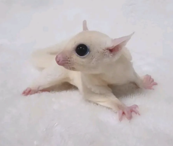 Male Sugar Gliders for Sale at Sugar-Gliders.de: Your Ultimate Source for Healthy and Social Pets - Image 3