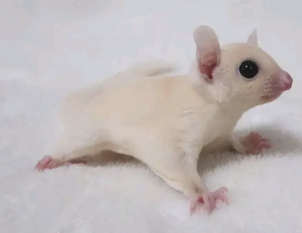 Male Sugar Gliders for Sale at Sugar-Gliders.de: Your Ultimate Source for Healthy and Social Pets - Image 2