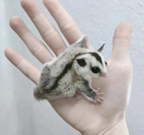 03 Month old Male : Sugar gliders for sale at Sugar-Gliders.de - Image 5