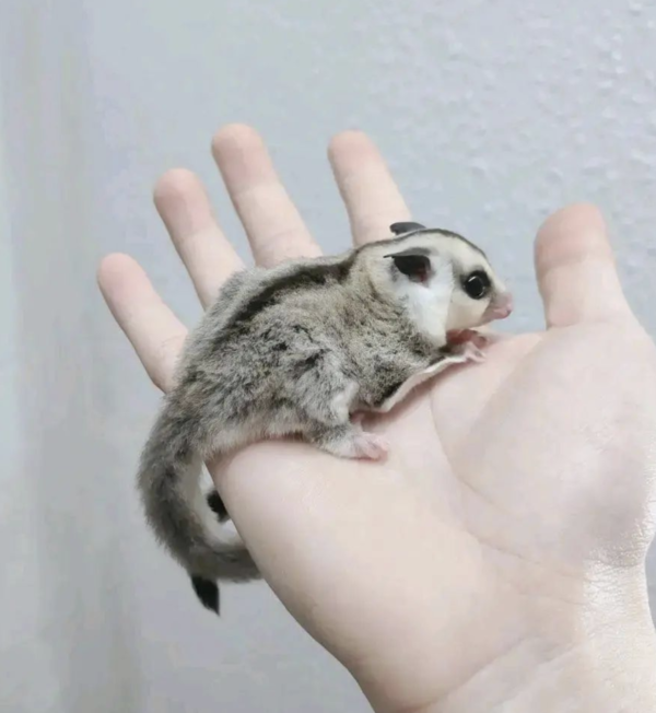 03 Month old Male : Sugar gliders for sale at Sugar-Gliders.de - Image 4