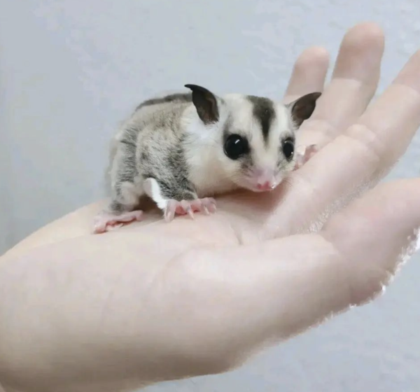 03 Month old Male : Sugar gliders for sale at Sugar-Gliders.de