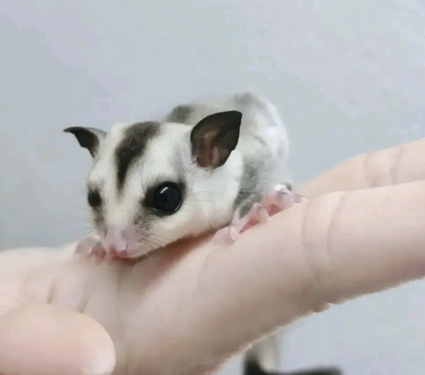03 Month old Male : Sugar gliders for sale at Sugar-Gliders.de - Image 2