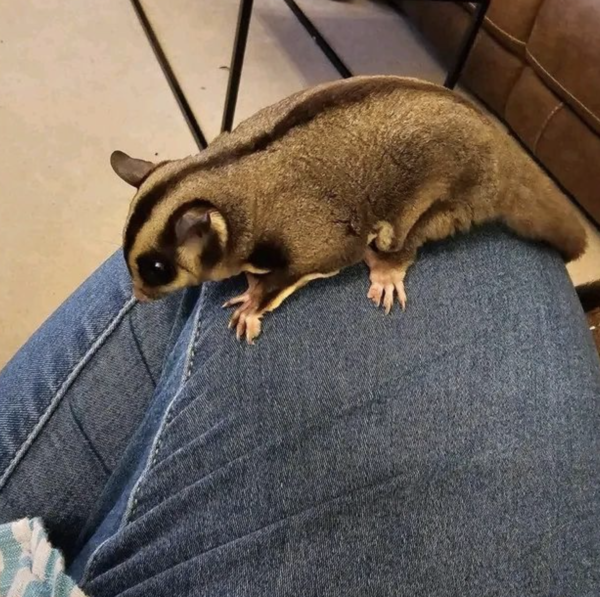 Sugar Glider Kaufen: Ihr zuverlässiger Partner für gesunde und sozialisierte Haustiere – Bild 4