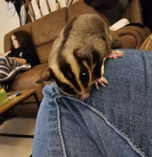 Sugar Glider Kaufen: Ihr zuverlässiger Partner für gesunde und sozialisierte Haustiere – Bild 3