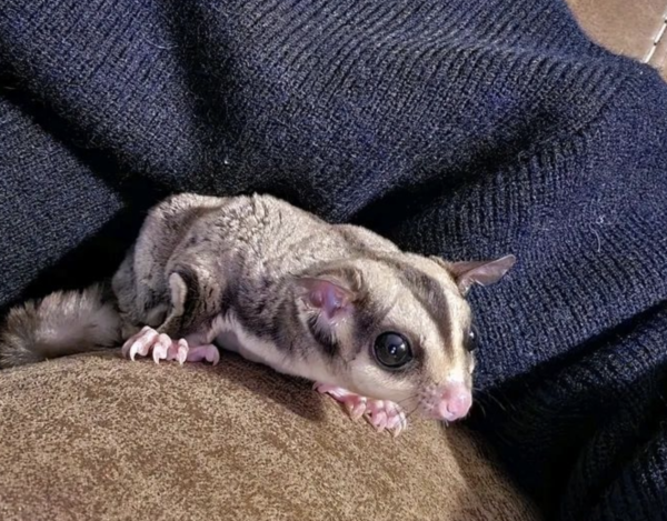 Sugar Glider Kaufen: Ihr zuverlässiger Partner für gesunde und sozialisierte Haustiere