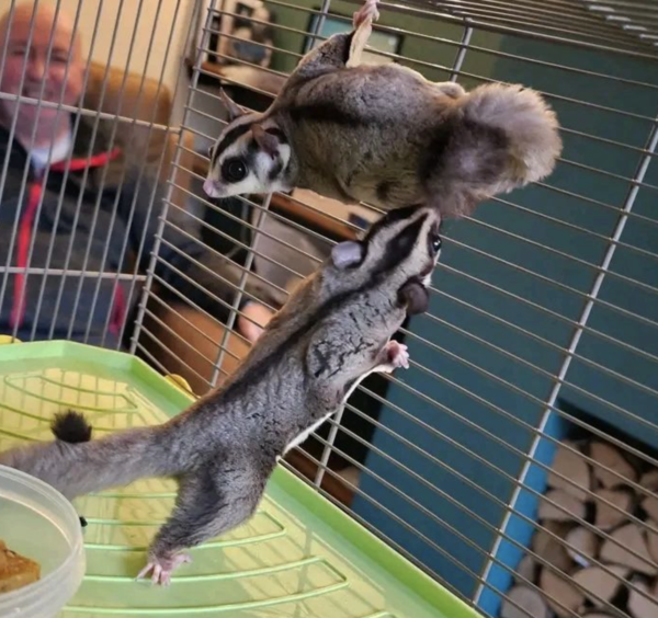 3-Month-Old Female Sugar Gliders for Sale - Image 4