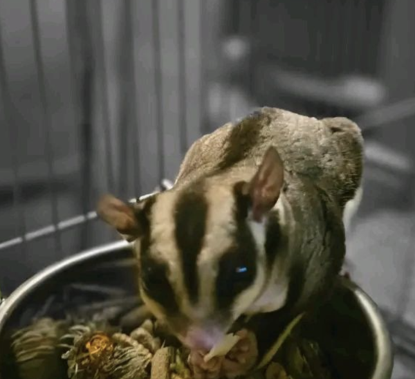 3-Month-Old Female Sugar Gliders for Sale
