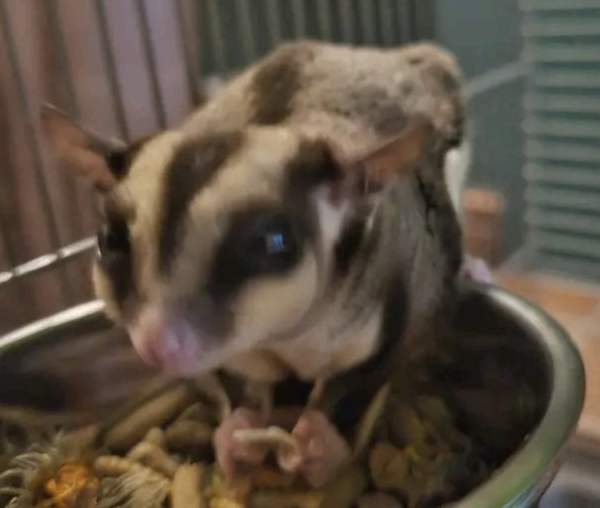 3-Month-Old Female Sugar Gliders for Sale - Image 2