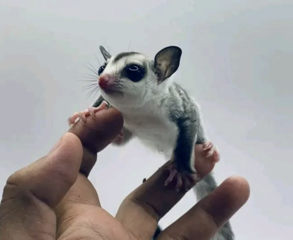 Sugar Gliders for Sale: Find Your Perfect Pet at Sugar-Gliders.de - Image 4