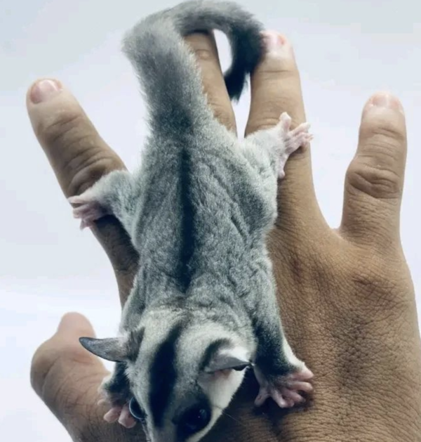 Sugar Gliders for Sale: Find Your Perfect Pet at Sugar-Gliders.de - Image 3