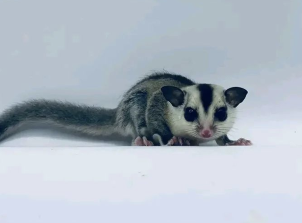 Sugar Gliders for Sale: Find Your Perfect Pet at Sugar-Gliders.de
