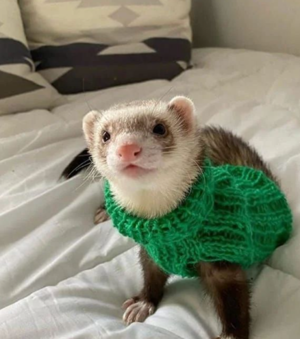 06 Months old, Male Ferret for sale