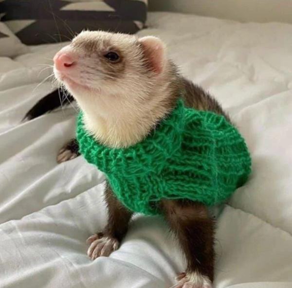 06 Months old, Male Ferret for sale - Image 3
