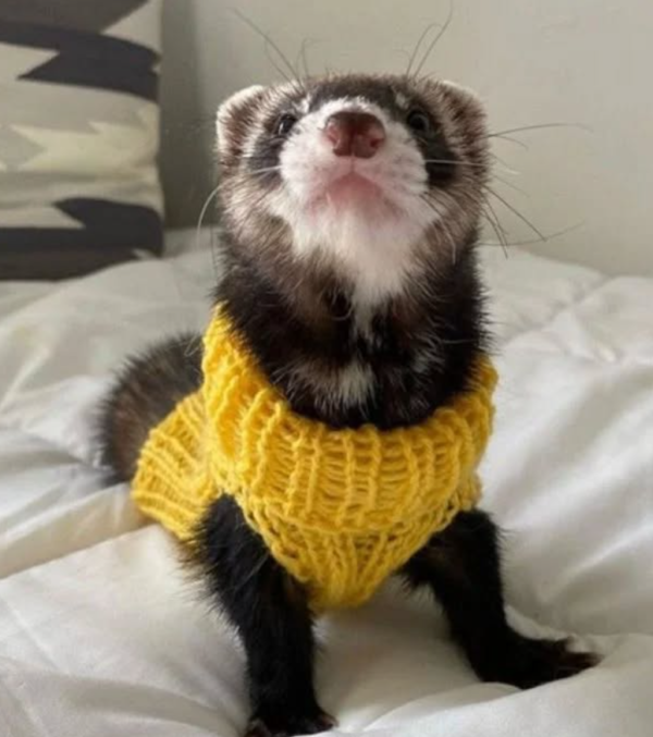 06 Months old, Female Ferret for sale from Sugar-Gliders.de - Image 2