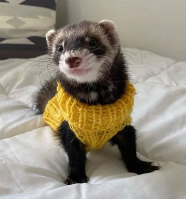 06 Months old, Female Ferret for sale from Sugar-Gliders.de