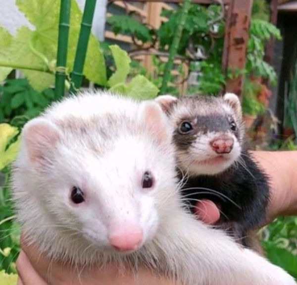 Ferrets for Sale in Atlanta: Your Guide to Adopting a New Furry Friend