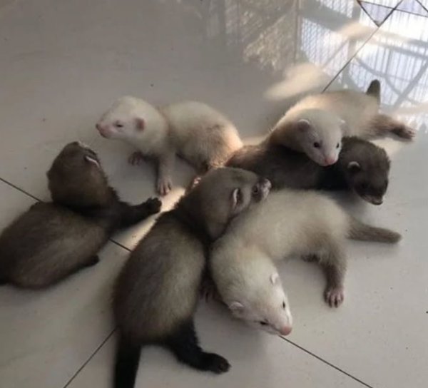 Ferrets for Sale in London at Sugar-Gliders.de