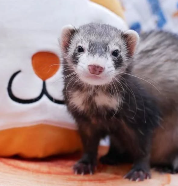 Adopt a Ferret in Canada: Your Guide to Sugar-Gliders.de