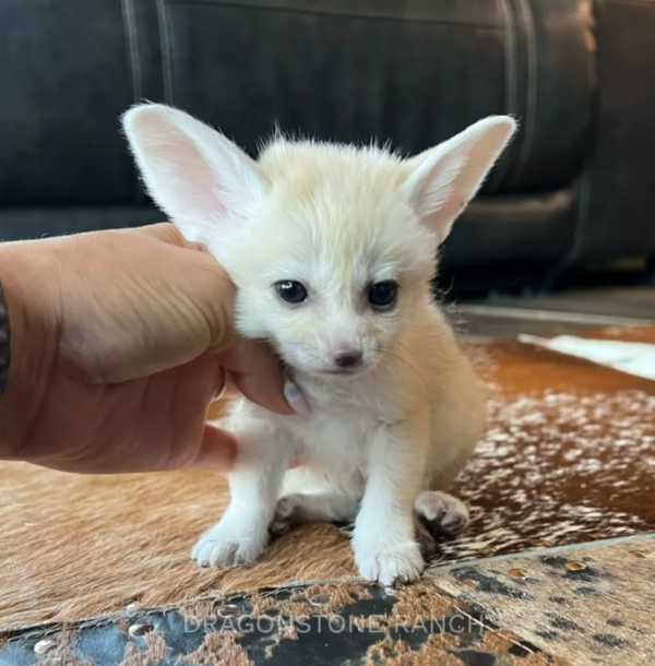 Kayla :  02 Months Female , Fennec Fox for sale from Sugar-Gliders.de - Image 4