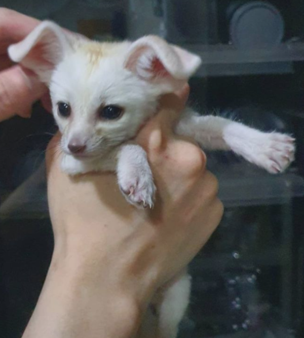 Juliana:  03 Months Female , Fennec Fox for sale at Sugar-Gliders.de - Image 5