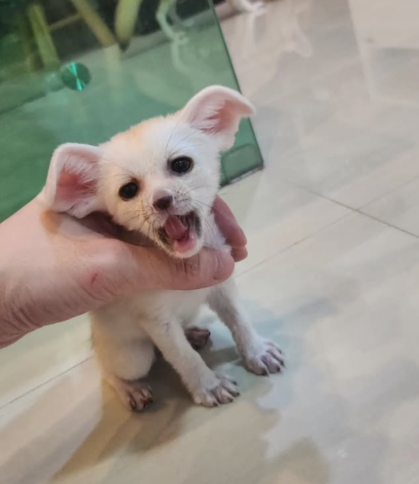 Juliana:  03 Months Female , Fennec Fox for sale at Sugar-Gliders.de - Image 3
