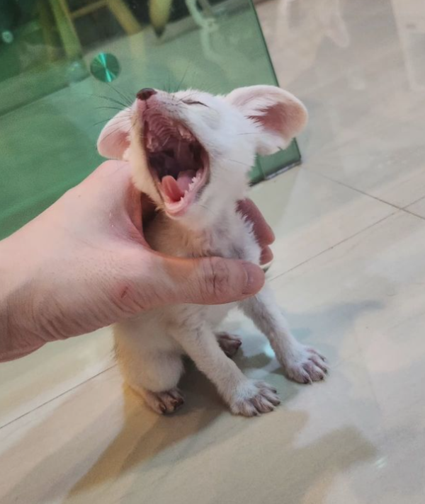 Juliana:  03 Months Female , Fennec Fox for sale at Sugar-Gliders.de