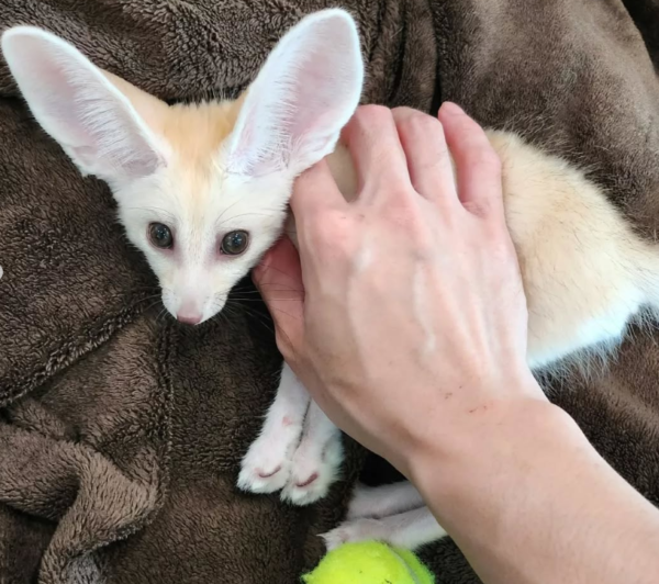 Leo: 03 Months Male, Fennec Fox for sale from Sugar-Gliders.de