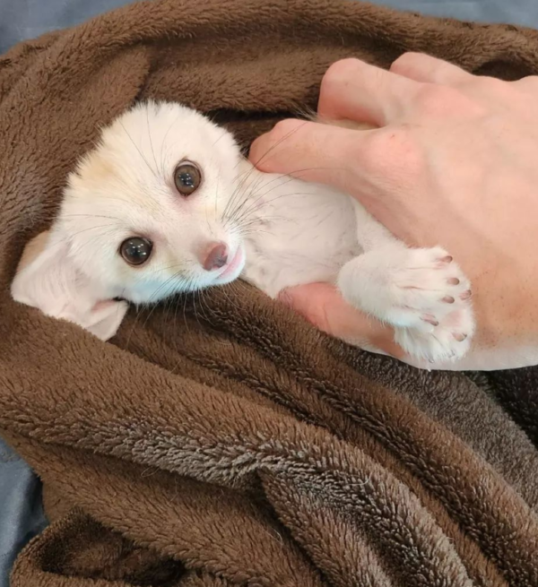 Leo: 03 Months Male, Fennec Fox for sale from Sugar-Gliders.de - Image 3