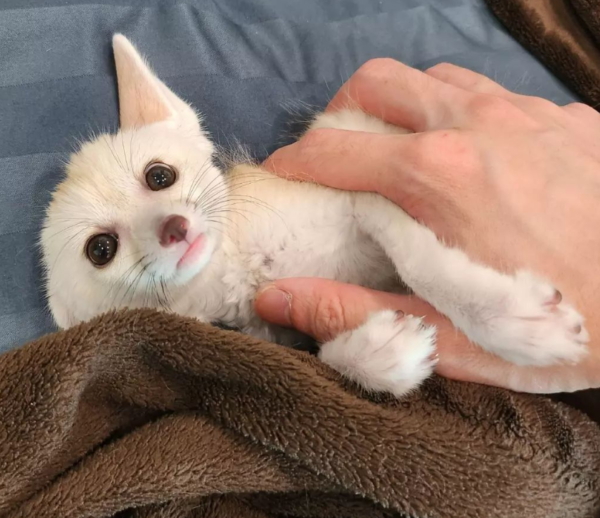 Leo: 03 Months Male, Fennec Fox for sale from Sugar-Gliders.de - Image 4