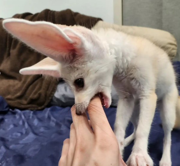 Leo: 03 Months Male, Fennec Fox for sale from Sugar-Gliders.de - Image 5