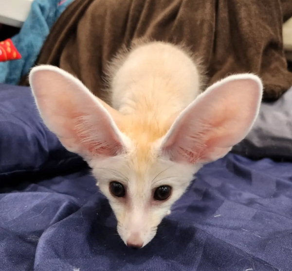 Leo: 03 Months Male, Fennec Fox for sale from Sugar-Gliders.de - Image 6