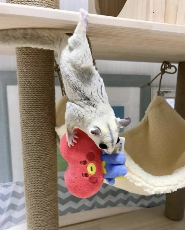 04 Months old Male, Sugar glider for sale - Image 5