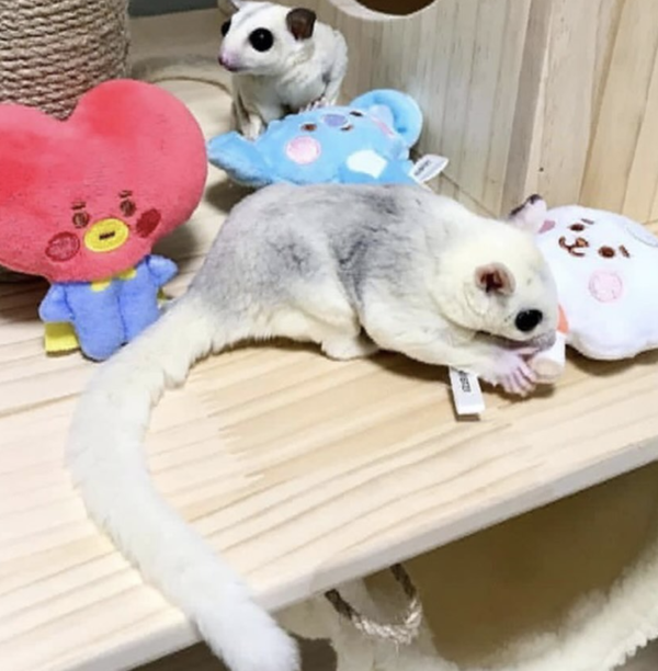 04 Months old Male, Sugar glider for sale