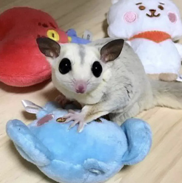 04 Months old Male, Sugar glider for sale - Image 3