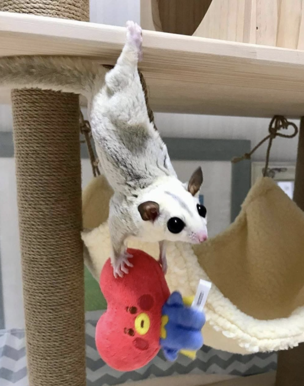 04 Months old Male, Sugar glider for sale - Image 2