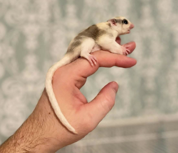 04 Monate alt, männlich, Sugar Glider zu verkaufen  - sugar-gliders.de – Bild 6