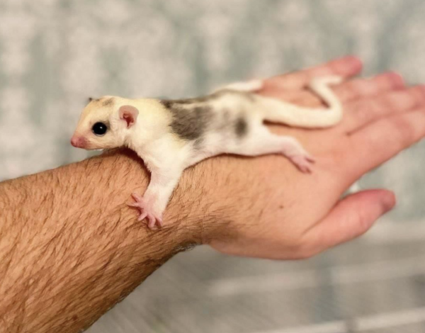 sugar glider kaufen berlin