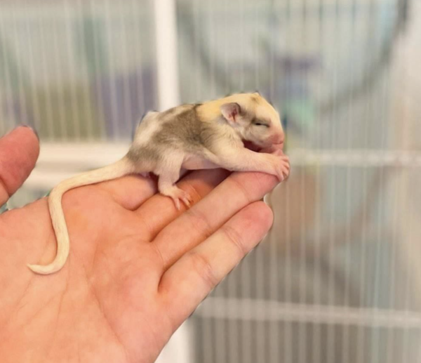 04 Monate alt, männlich, Sugar Glider zu verkaufen  - sugar-gliders.de – Bild 4