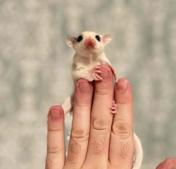04 Monate alt, männlich, Sugar Glider zu verkaufen  - sugar-gliders.de – Bild 3