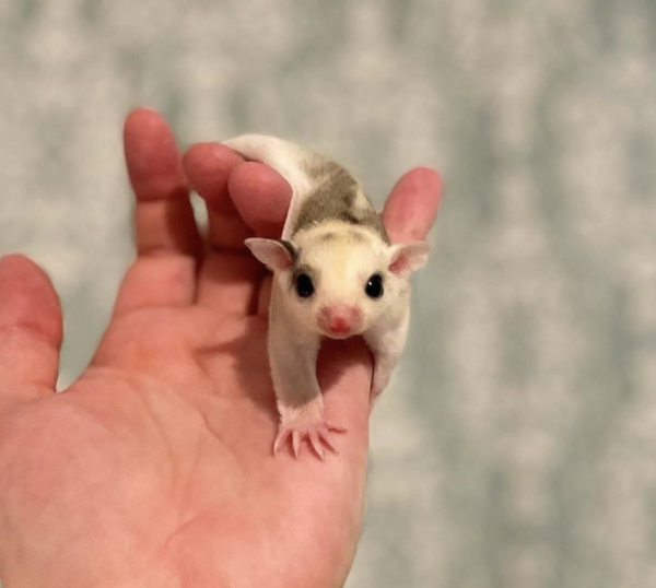 04 Monate alt, männlich, Sugar Glider zu verkaufen  - sugar-gliders.de – Bild 2