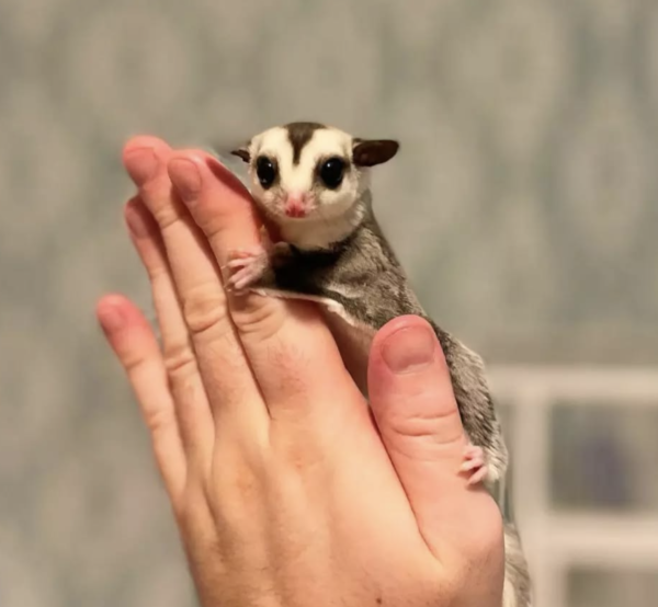 Buy sugar glider online