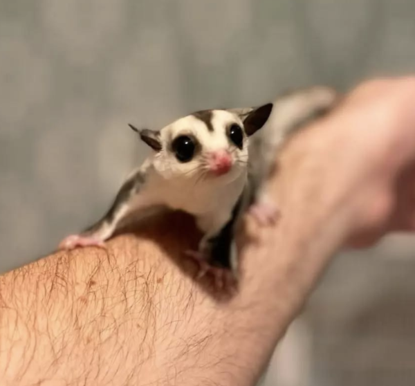 Buy sugar glider online
