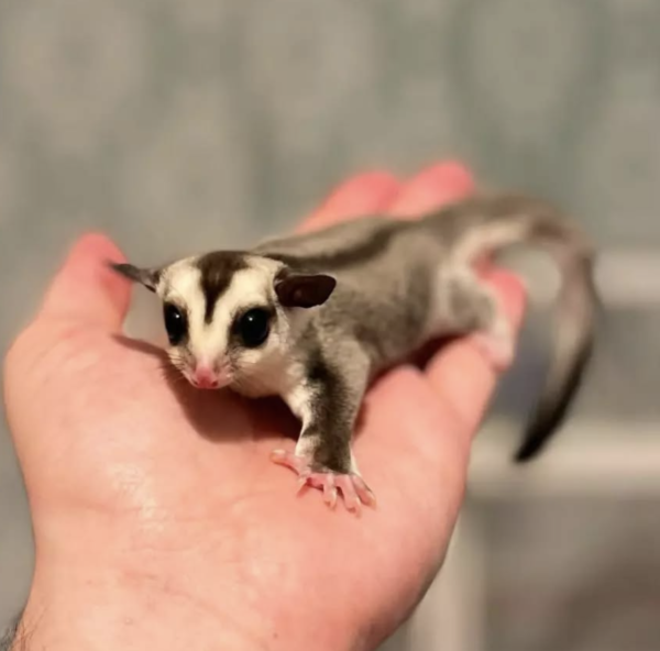 Buy sugar glider online