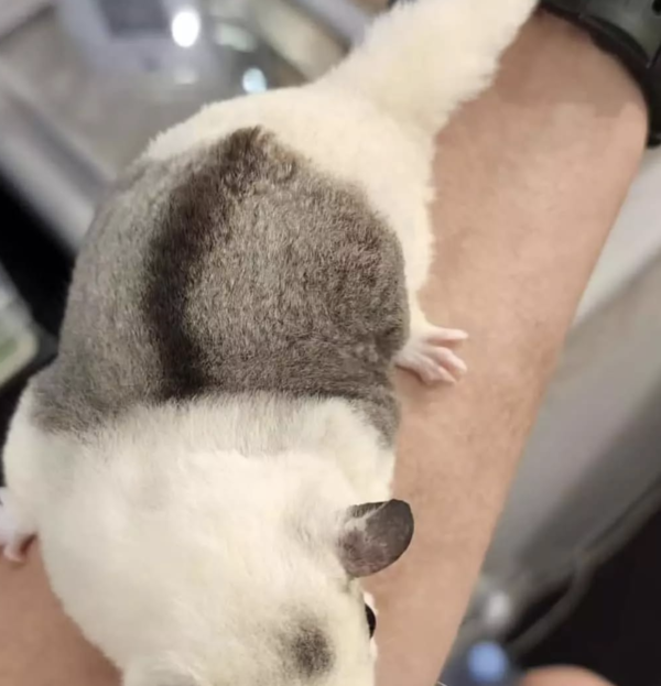04 Monate alt, weiblich, Sugar Glider zu verkaufen – Bild 3