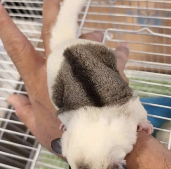 04 Monate alt, weiblich, Sugar Glider zu verkaufen – Bild 7