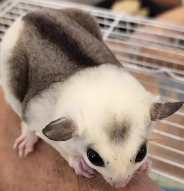 04 Monate alt, weiblich, Sugar Glider zu verkaufen – Bild 6