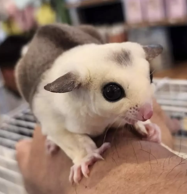 04 Monate alt, weiblich, Sugar Glider zu verkaufen