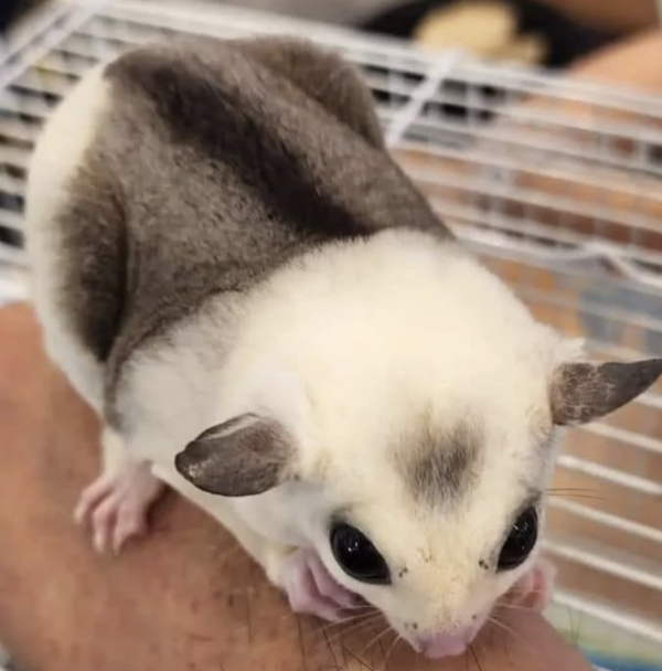 04 Monate alt, weiblich, Sugar Glider zu verkaufen – Bild 4