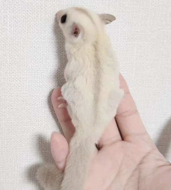 04 Months old Female, Sugar glider for sale - Image 6