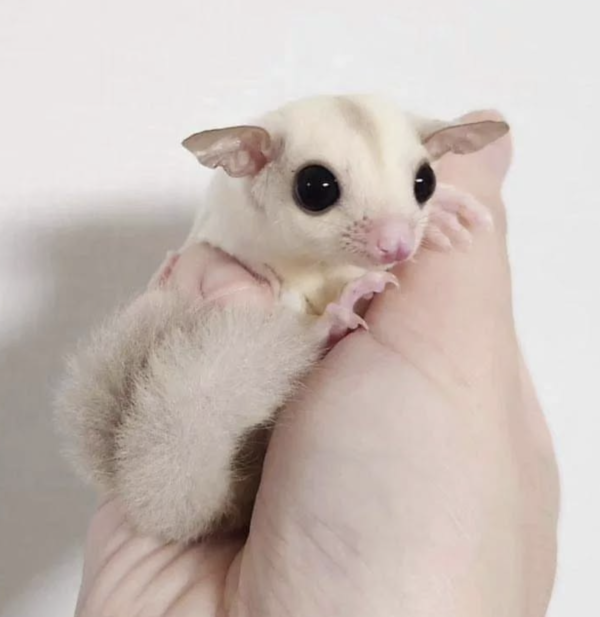 04 Months old Female, Sugar glider for sale